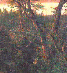 Detail of the fallen tree and crossed branches in Rocky Forest Pool